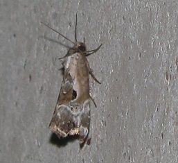 Elaphria venustula (Noctuidae)